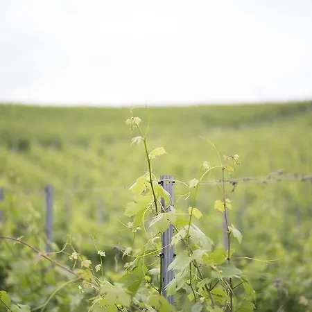 Weinlandhof 호텔 게믈리츠