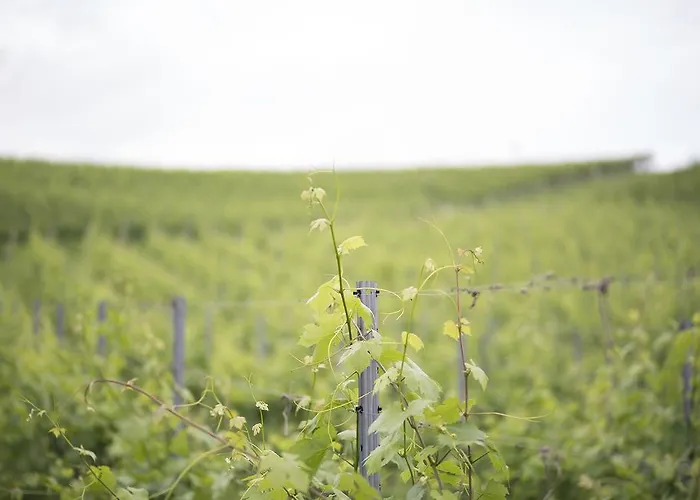 Weinlandhof فندق غامليتز